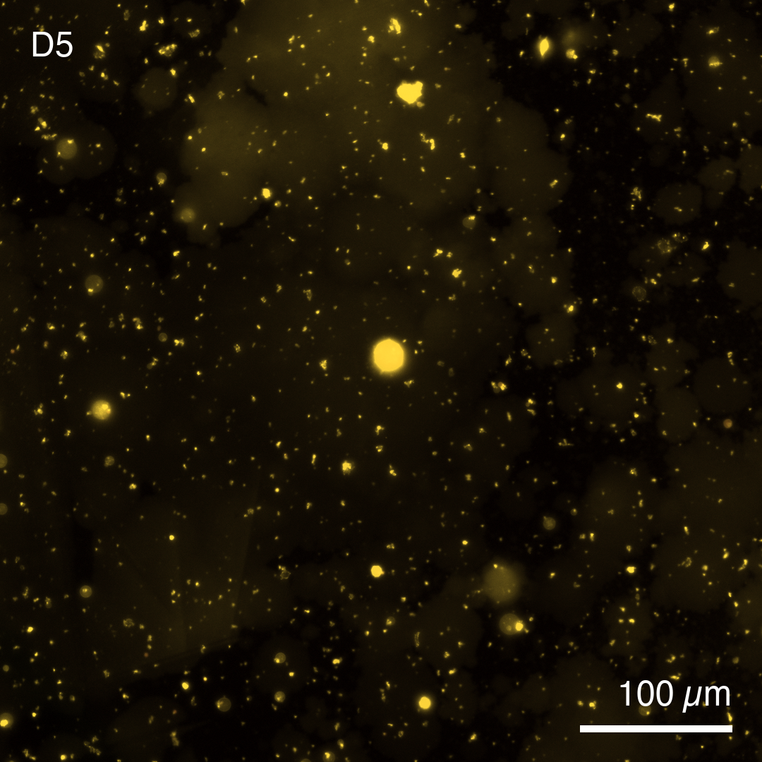PLA1-expressing synthetic cells at pH 6.3 after 13 h at 37 °C. Cy5 signal is absent, indicating that acidic conditions triggered PLA1 expression, which disrupted the vesicle membrane and released the encapsulated dye.