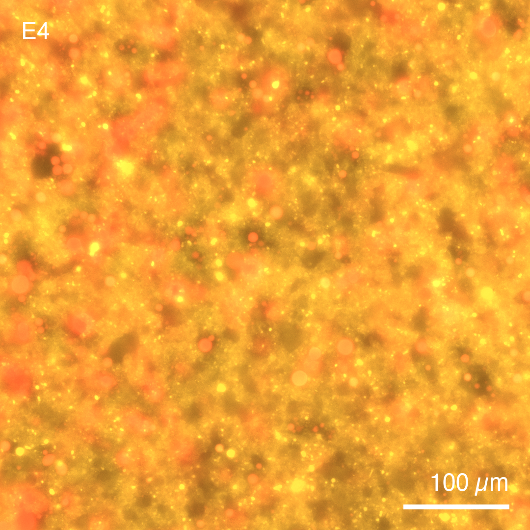 CPRG-loaded vesicles co-incubated with PLA1-expressing synthetic cells at pH 7.6 after 13 h at 37 °C. Cy5 signal is detected only in the PLA1-expressing synthetic cells.