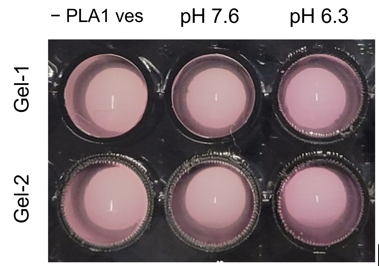 Color development after 2 h of incubation at 37 °C with 2 U/mL β-galactosidase. Two gel replicates (Gel-1, Gel-2), each showing the GUV-only control (-PLA1 ves.) and both pH arms. All six wells develop a similar pink color, matching the “not very clear” difference described above.