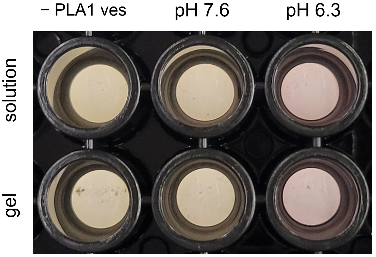 Color development after 5.5 h of incubation at 37 °C with 1.2 U/mL β-galactosidase, in solution and in gel. The GUV-only control and the pH 7.6 arm stay yellow in both rows; the pH 6.3 arm turns pink in both, matching the visible color difference described above.
