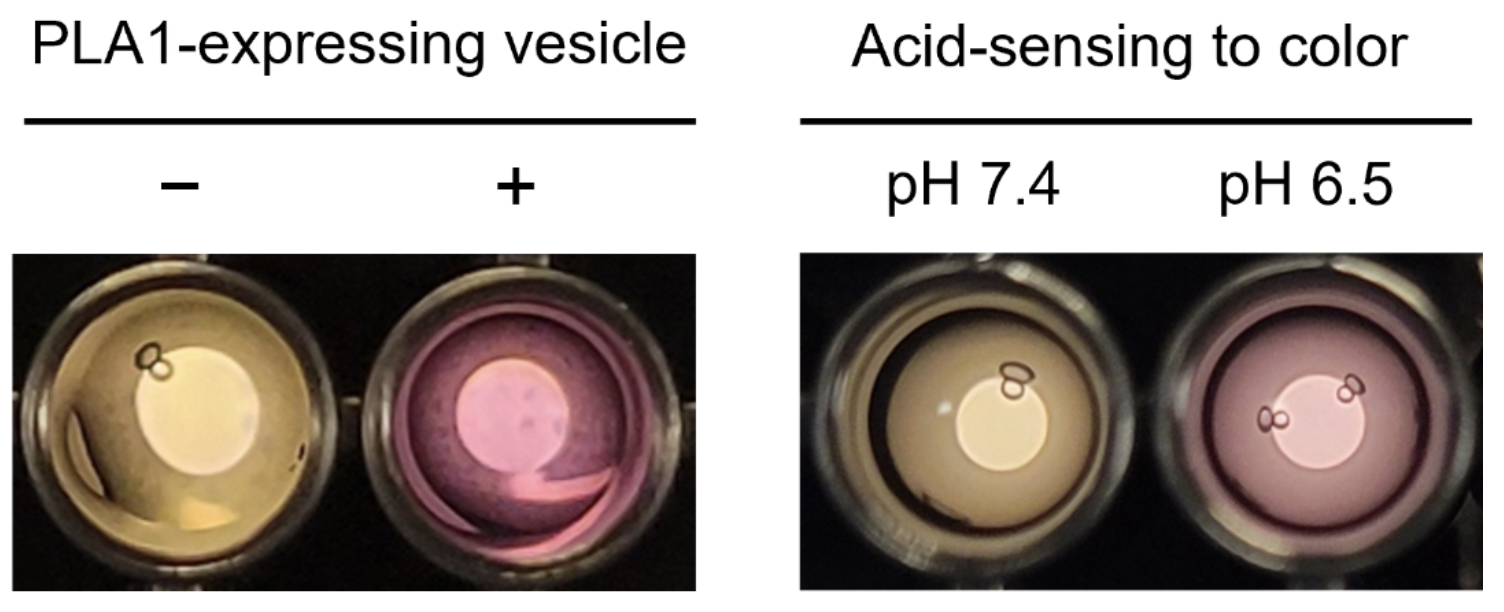 (B) Colorimetric response in the absence and presence of PLA1-expressing vesicles. (C) Visible color change generated by pH-sensing developer cells under acidic conditions.
