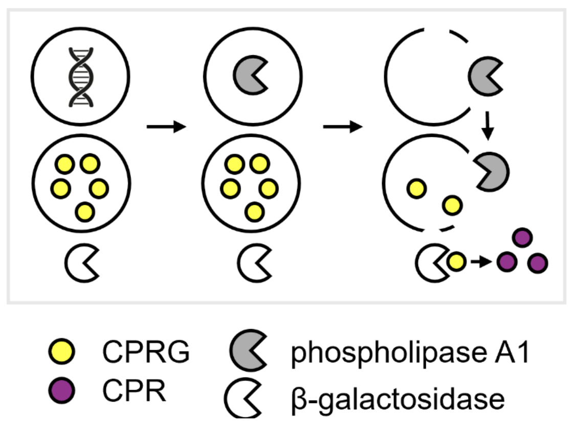 (A) Schematic of the two-vesicle reporter system.