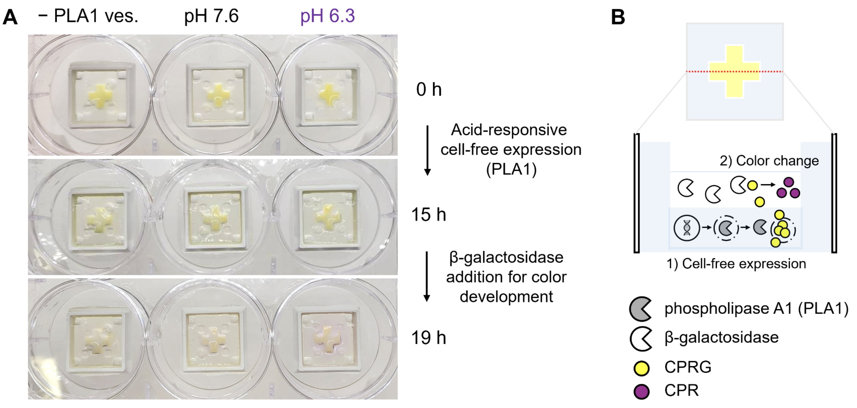QR-code patterned hydrogel test of the two-vesicle colorimetric system. (A) Representative images of the patterned hydrogel at 0, 15, and 19 h under three conditions: no PLA1 vesicles, pH 7.6, and pH 6.3. A visible purple/pink color change was observed only at pH 6.3 after β-galactosidase addition, indicating activation of the pH-responsive two-vesicle system under acidic conditions. (B) Schematic illustration of the patterned hydrogel design and the colorimetric mechanism based on PLA1-mediated release of CPRG followed by its conversion to CPR.