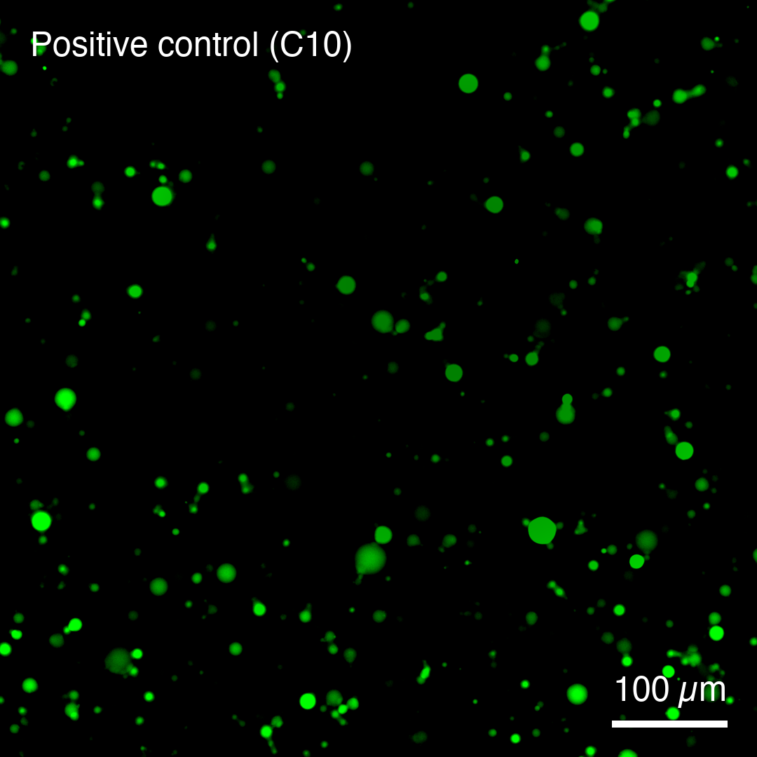 Well C10, constitutive control (constitutive mNeonGreen, NEB5α ΔLuxI
supernatant), T = 19, GFP channel only, contrast windowed 30000 to 60000. Same
crop and zoom as the other two panels.