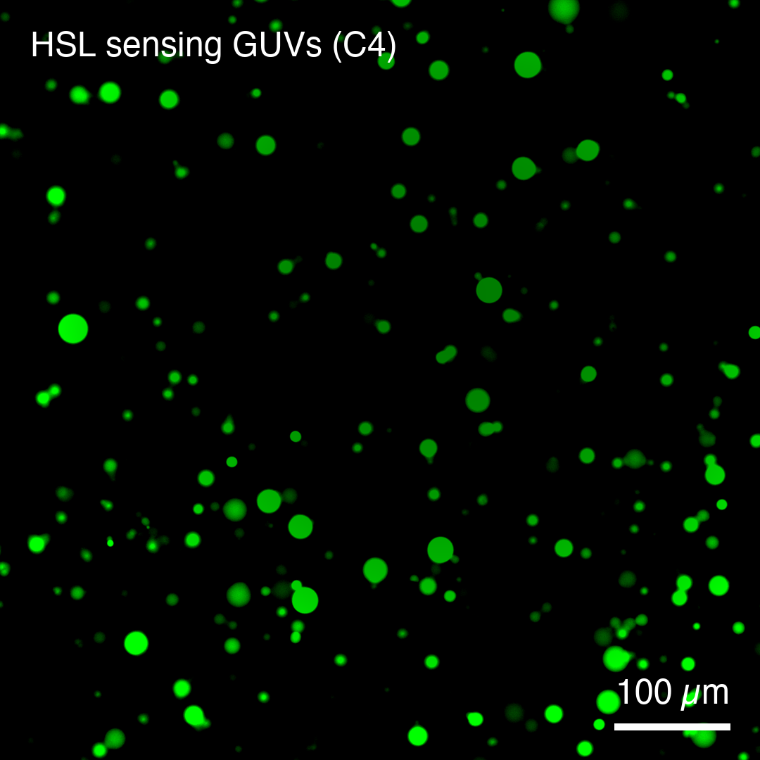Well C4, HSL sensing GUVs (LuxR-mNeonGreen, NEB5α w/ LuxI supernatant), T = 19,
GFP channel only, contrast windowed 30000 to 60000. 659 µm field of view,
cropped and zoomed to Anton’s own Vizarr view state.