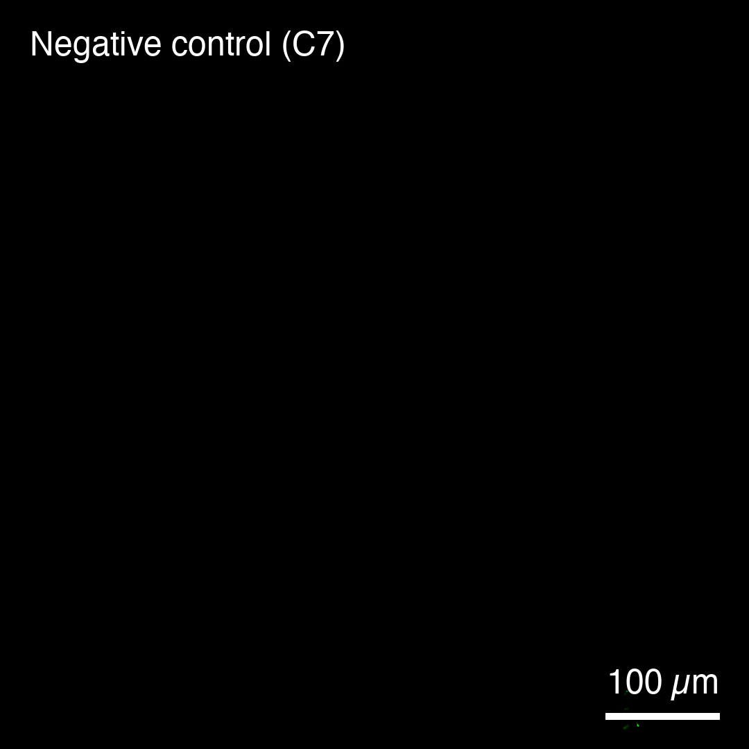 Well C7, negative control (LuxR-mNeonGreen, NEB5α ΔLuxI supernatant), T = 19,
GFP channel only, contrast windowed 30000 to 60000. Same crop and zoom as the
other two panels; carried as imaged, near-empty as expected for this control.