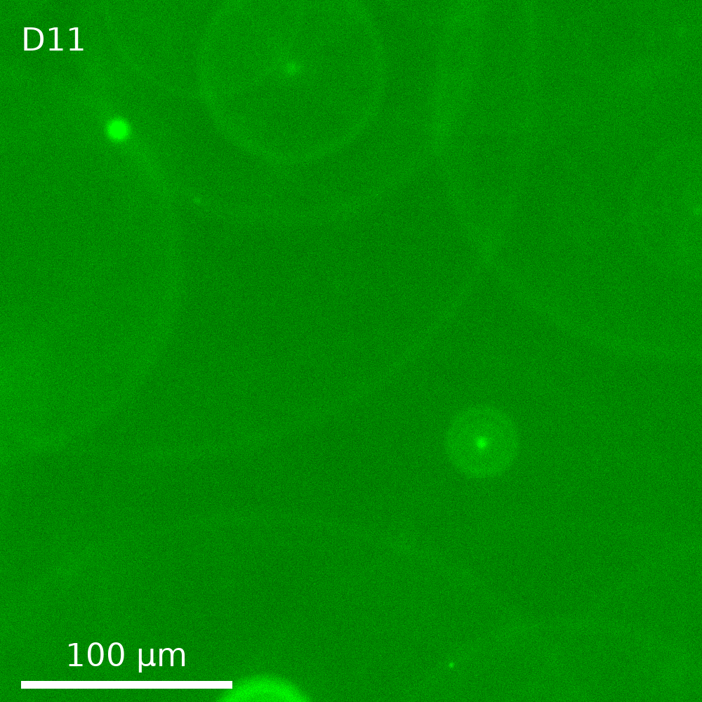 Well D11, constitutive control gels (Constitutive mNeonGreen), z = 50 of 101,
GFP channel only, contrast windowed 4526 to 12204, center crop, about one
field of view. The triplicate well, D10, has its own
interactive viewer.