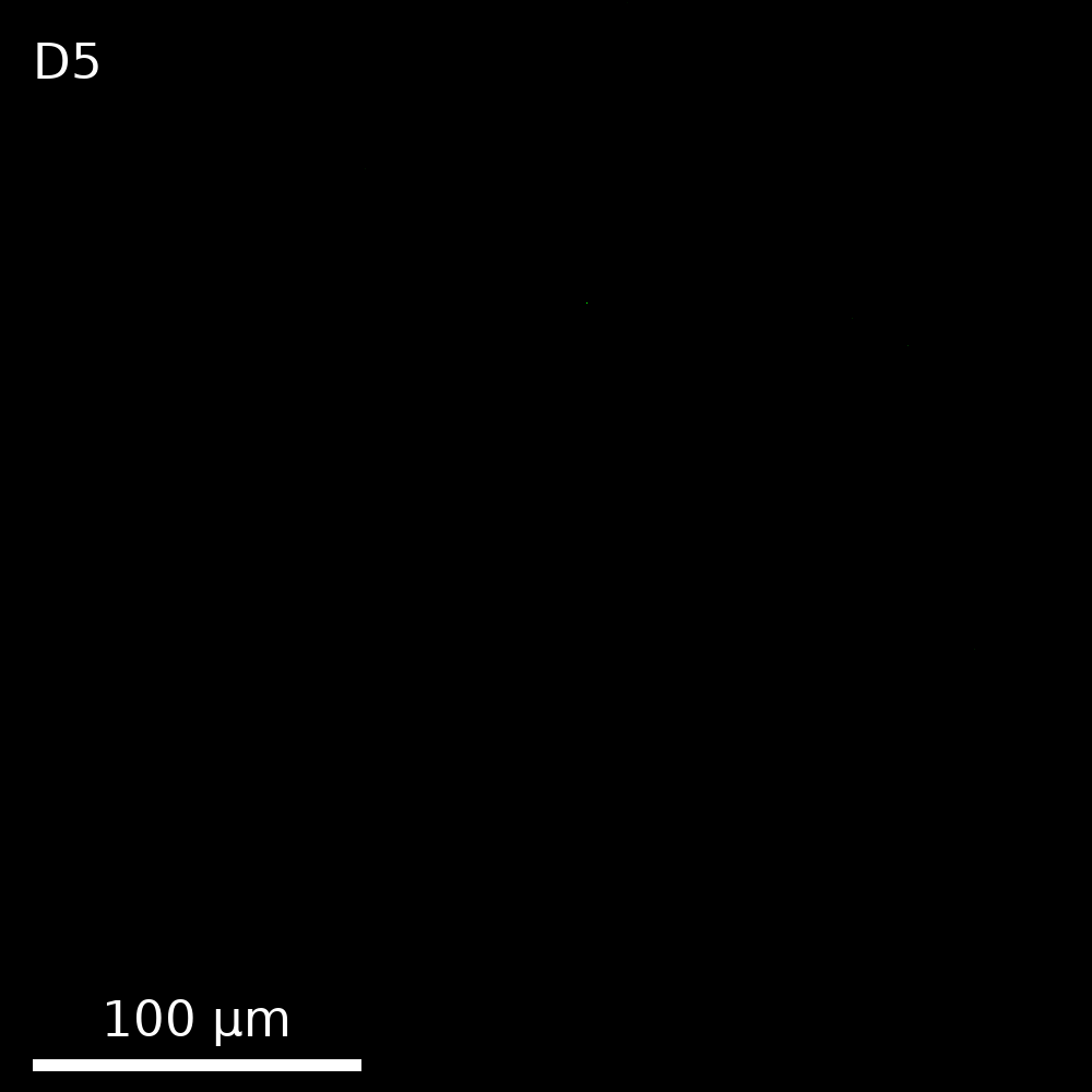 Well D5, negative control gels (LuxR-mNeonGreen, no AHL), z = 50 of 101, GFP
channel only, contrast windowed 4526 to 12204, center crop, about one field
of view. The triplicate well, D4, has its own
interactive viewer.