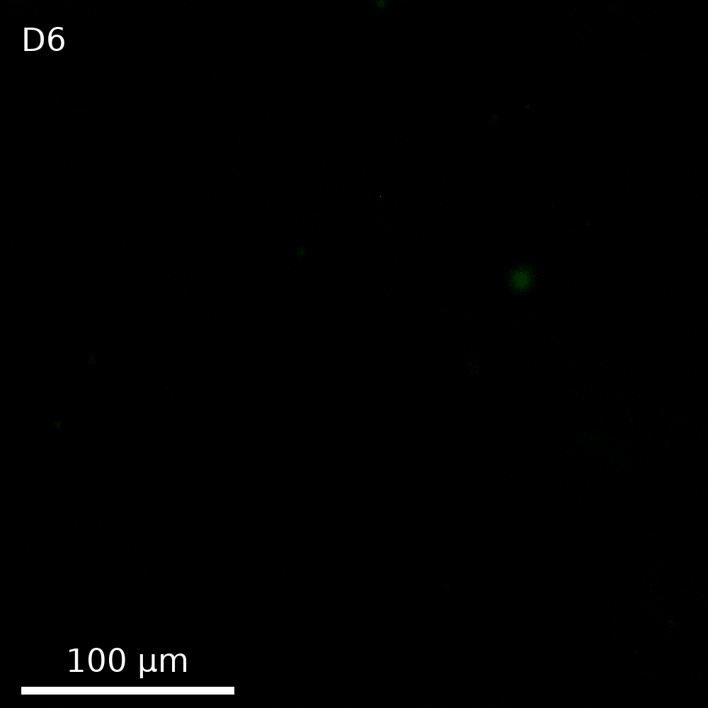 Well D6, HSL sensing gels (LuxR-mNeonGreen, +100 µM AHL), z = 50 of 101, GFP
channel only, contrast windowed 4526 to 12204, center crop, about one field
of view. The triplicate well, D7, has its own
interactive viewer.