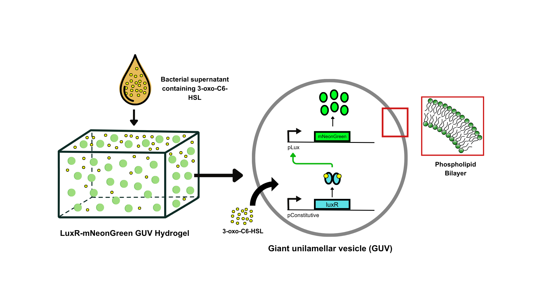 Bacterial supernatant carrying 3-oxo-C6-HSL diffuses into the LuxR-mNeonGreen
GUV hydrogel. Inside one GUV, constitutively expressed LuxR binds 3-oxo-C6-HSL
and activates pLux, driving mNeonGreen expression. The inset shows the
phospholipid bilayer HSL crosses to enter the GUV.