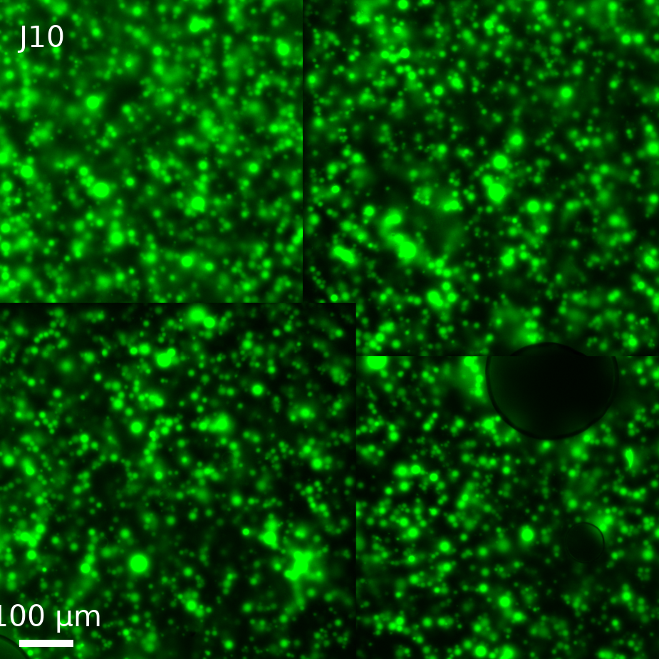 Well J10, constitutive control (constitutive mNeonGreen, outer solution),
T = 17 (endpoint), GFP channel only, center crop, about one field of view.