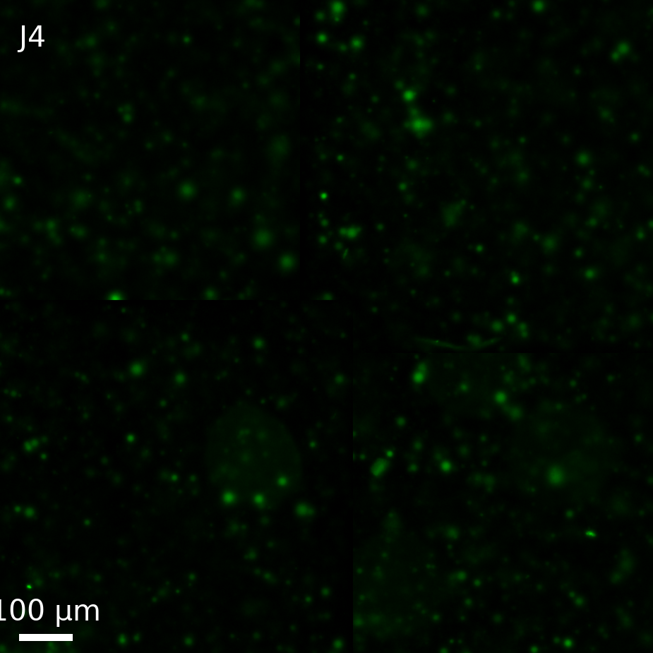 Well J4, HSL sensing GUVs (LuxR-mNeonGreen, 10 µM HSL in outer solution),
T = 17 (endpoint), GFP channel only, center crop, about one field of view.