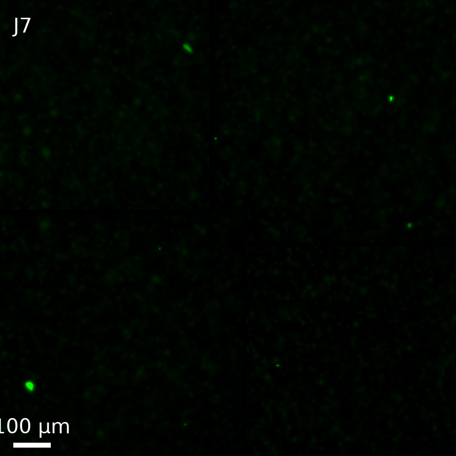 Well J7, negative control (LuxR-mNeonGreen, outer solution), T = 17
(endpoint), GFP channel only, center crop, about one field of view.