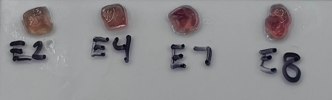 Hydrogels containing GUVs with 1 nM pOpen-TetO-deGFP repressed by 500 nM TetR, across increasing aTc. Color develops with aTc, consistent with aTc relieving repression, deGFP expression rising, the membrane permeabilising, and encapsulated β-galactosidase reaching external CPRG.