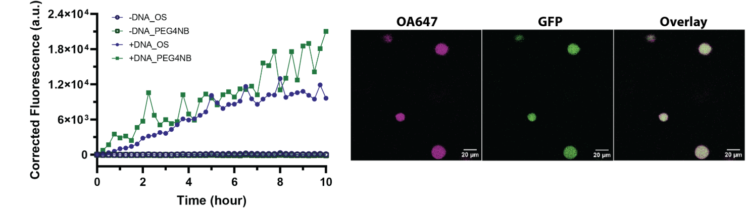 Constitutive GFP expression in GUVs in PEG-4NB hydrogel or OS. Left: corrected fluorescence over 10 h, with and without DNA, in each format. Corrected fluorescence = (integrated density − (total vesicle area × mean background fluorescence))_t₀. The confocal image on the right shows GUVs embedded in a crosslinked PEG-4NB hydrogel. Left micrograph: OA647 volume marker (pink); middle micrograph: cell-free expressed GFP (green); right micrograph: overlay of both channels. Scale bars 20 µm.