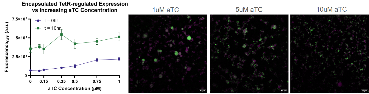 Encapsulated TetR-regulated expression with varying aTc concentrations. Left: GFP fluorescence at t = 0 and t = 10 h over 0–1 µM aTc, mean ± SD. The t = 0 trace climbs with aTc before any expression has occurred. Right: confocal images at 1, 5 and 10 µM aTc; green is GFP, pink is the OA647 volume marker. Lumenal signal at 1 µM gives way to membrane-associated rings and puncta by 10 µM. Scale bars 50 µm.