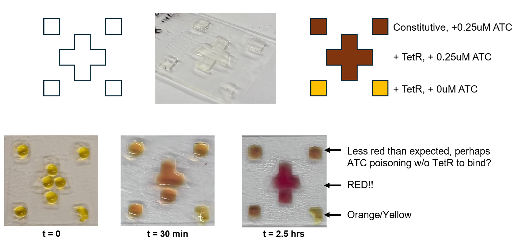 Spatially patterned PEG-4NB gel at 0.25 µM aTc. Each region contains encapsulated TetO-PLA1 reactions in PEG-4NB, with 5 mM CPRG outside the vesicles throughout. Cross: vesicles carrying TetR, 0.25 µM aTc outside. Upper corners: vesicles carrying constitutive PLA1 and no TetR, 0.25 µM aTc outside. Lower corners: vesicles carrying TetR, no aTc. Images at t = 0, 30 min, and 2.5 h.