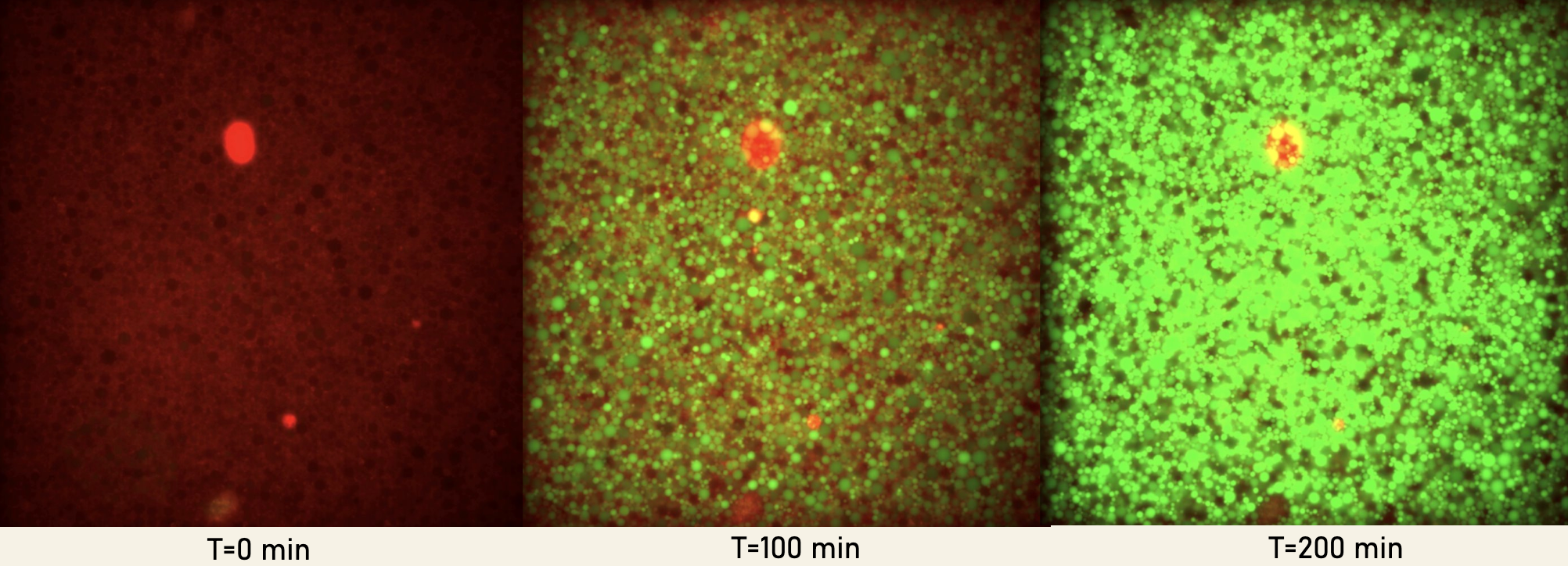 Figure 1. Encapsulation of the Standard PURExpress system over the course of 4 hours, tracking the expression of sfGFP.