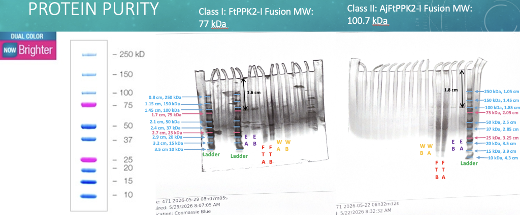 Figure 1. SDS-PAGE stained with Coomassie blue. The ladder band was a mixture of 10 recombinant proteins (10–250 kDa), 8 blue-stained bands, and 2 pink reference bands (25 and 75 kDa). The class I FtPPK2-I Fusion had an expected MW of 77 kDa, and its wells were filled from left to right in the following order: Ladder, Elution A (EA), EB, Flow-through A (FTA), FTB, Wash A (WA), and WB. The class II AjPPK2-I Fusion had an expected MW of 100.7 kDa, and in the image, the wells appear from left to right in the following order: WA, WB, FTA, FTB, EA, EB, and Ladder.
