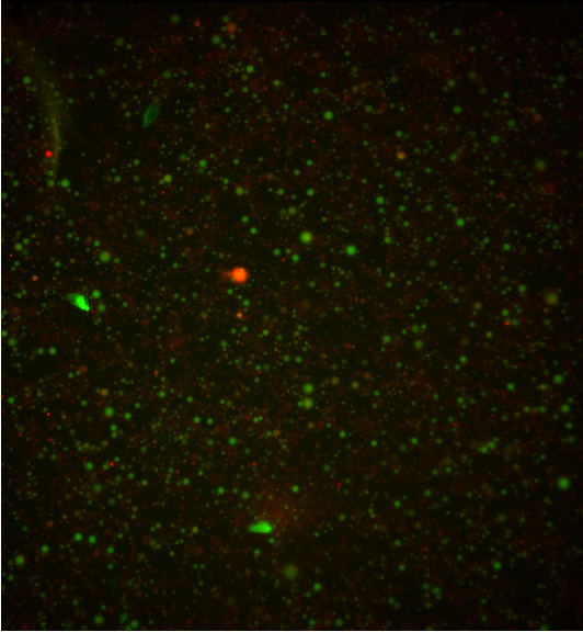 Figure 11. Microscopy screenshot of Cytosol system at 0 min. The mean green intensity and adjusted intensity values are 114.267 AU and 0.397 AU/µm² respectively.