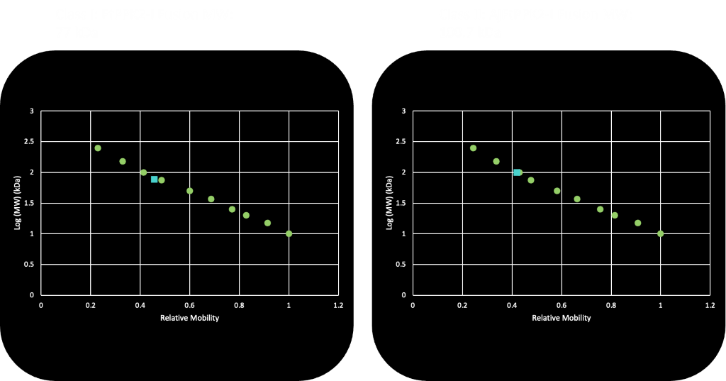 Figure 2. SDS-PAGE Curve of molecular weight and relative mobility of the Standard SDS-PAGE Ladder and the Class I (left figure) and Class II (right figure). Linear relationship present between log molecular weight with respect to distance migrated (measured or relative distances) for the protein standards. These estimates of molecular weights are reasonably accurate, ±5%