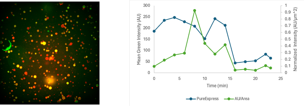Figure 6. Microscopy screenshot of PURExpress at 0 min (left). Green fluorescence activity of PURExpress encapsulated cells (right). Fluorescence was adjusted to cell area. Average mean green intensity and adjusted intensity values are 154.22 AU and 0.247 respectively.