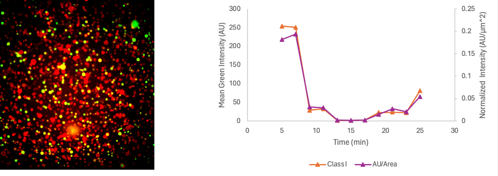 Figure 7. Microscopy screenshot of Class I system at 5 min (left). Green fluorescence activity of class I encapsulated cells (right). Fluorescence was adjusted to cell area. Average mean green intensity and adjusted intensity values are 65.453 AU and 0.051 respectively.