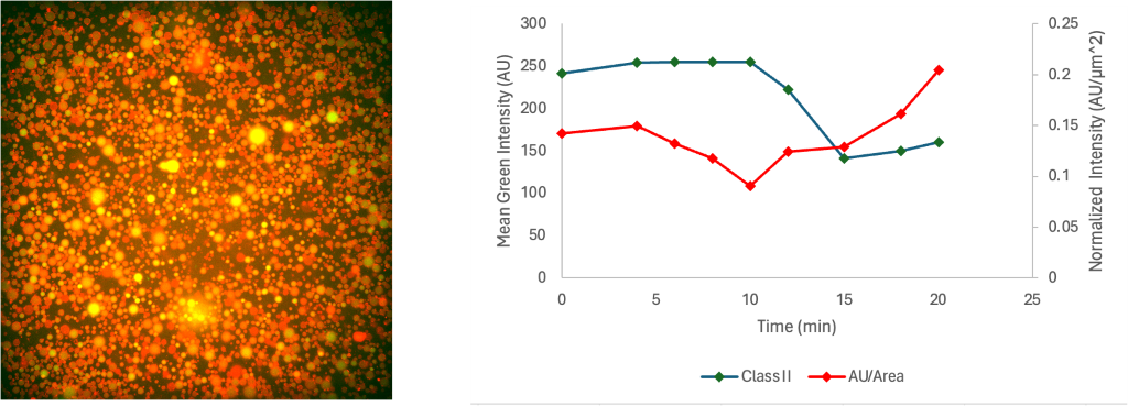 Figure 8. Microscopy screenshot of Class II system at 0 min (left). Green fluorescence activity of class II encapsulated cells (right). Fluorescence was adjusted to cell area. Average mean green intensity and adjusted intensity values are 214.899 AU and 0.139 respectively.