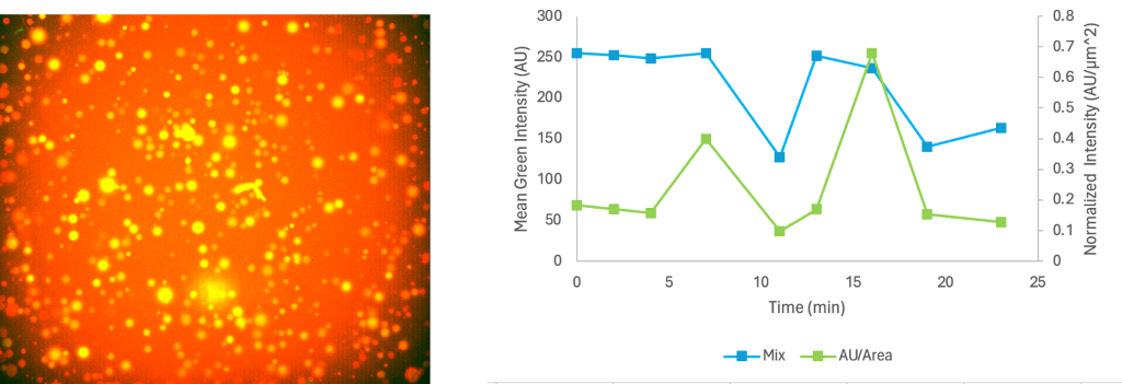 Figure 9. Microscopy screenshot of Class I + II mixture at 0 min (left). Green fluorescence activity of mixture encapsulated cells (right). Fluorescence was adjusted to cell area. Average mean green intensity and adjusted intensity values are 214.291 AU and 0.237 respectively.