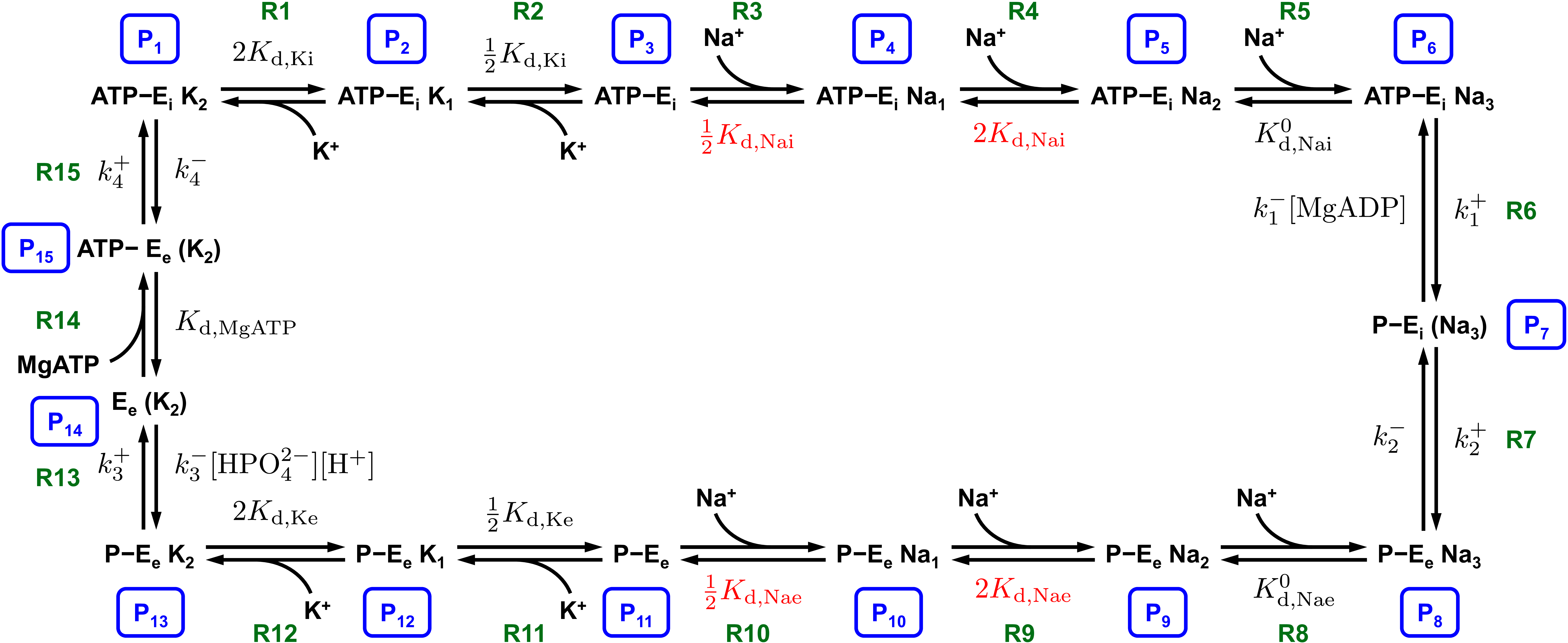Reaction scheme of the cardiac Na^+/K^+ ATPase model. Numbers for each pump state (blue boxes) and reaction names (green) are labelled, with corrected parameters shown in red.